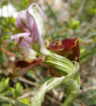 lusus di Ophrys exaltata subsp montis leonis